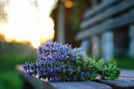 bunch of lavender flowers on summer evening sunsetの写真素材