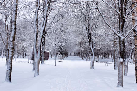 urban central park on the first snowy day of winterの写真素材
