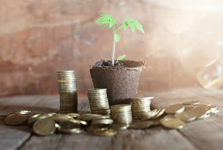pile of copper coins on the texture old tree and the pot with a little germ of a young plantの写真素材