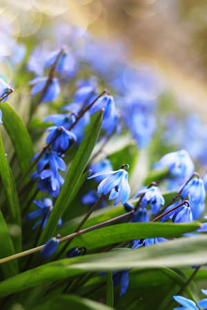 various objects of the spring season in the best of this wonderful periodの写真素材