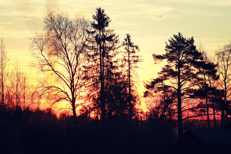 sunset plant branch summerの写真素材