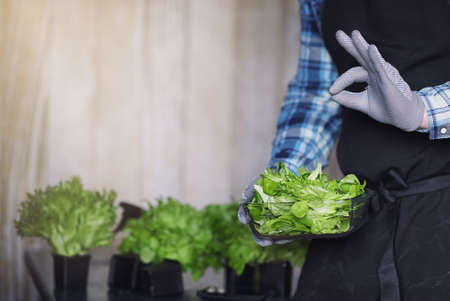 bearded man in an apron and gloves holds a bowl of fresh green sの写真素材