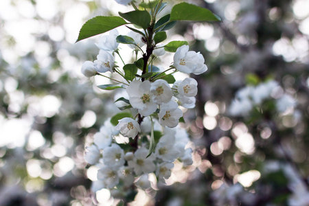 flowering apple tree with bright white flowers