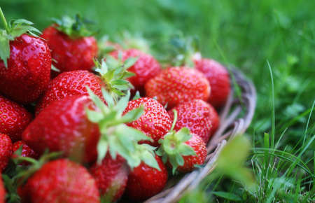 delicious fresh ripe and fragrant strawberries in a basket of wicker Sprigの写真素材