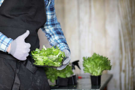 man in apron and gloves holds bowl of fresh green saladの写真素材