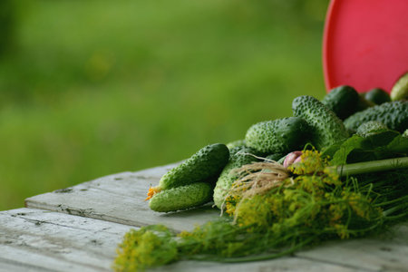 fresh crop of cucumbersの写真素材