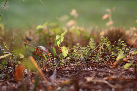 various objects of the summer season in the best of this wonderful periodの写真素材