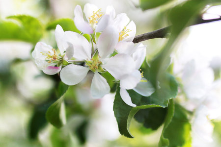 early spring the flowering apple tree with bright white flowers