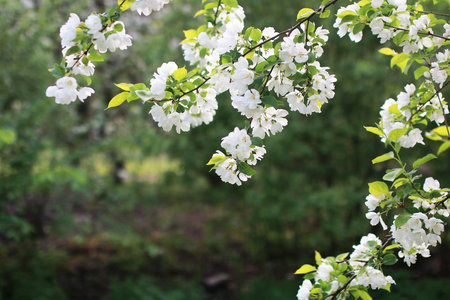 flowering apple tree with bright white flowers in early springの写真素材
