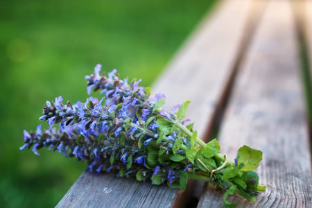 bunch of lavender flowers on a summer evening sunsetの写真素材