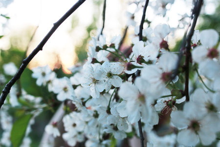 flowering apple tree with bright white flowers in early spring