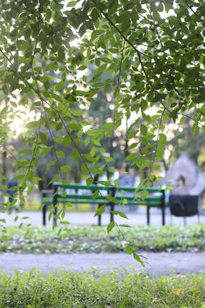 leafy park in a bright sunny day at sunset in the summer month of Augustの写真素材