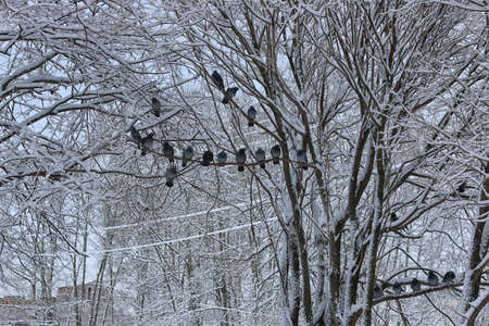 winter forest covered snow in a cloudy dayの写真素材