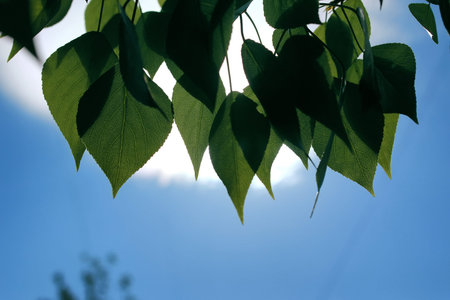 Fresh green leaves of trees on a clear blue sky