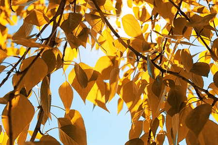 Yellow autumn leaves of trees on a clear blue skyの写真素材