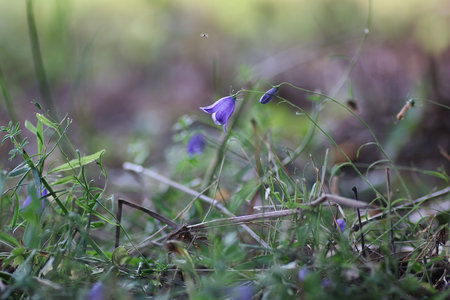 Purple bell on the nature