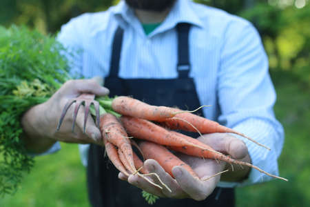 gardener man holding carrot harvest in a handの写真素材