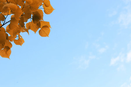 Yellow autumn leaves of trees on a clear blue skyの写真素材