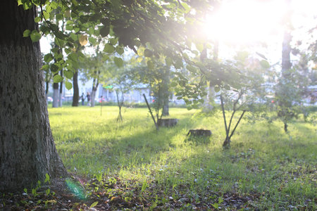 park leaf sun