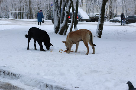 winter dog eat outdoorの写真素材