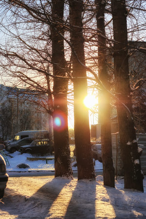 winter forest landscape sunlight snow
