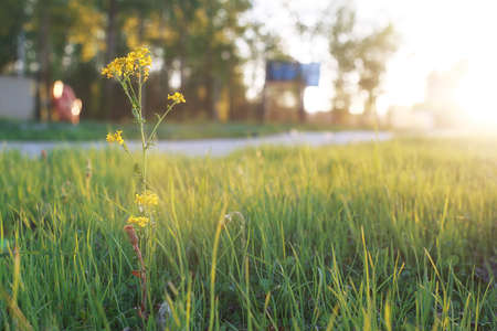 Field flower on a green meadow in spring evening sunset hourの写真素材