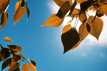 Yellow autumn leaves of trees on a clear blue skyの写真素材