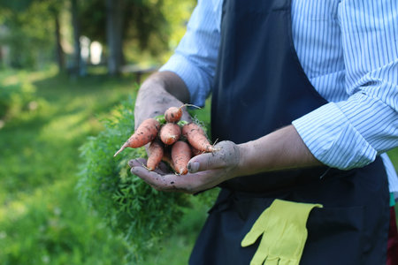 gardener man holding carrot harvest in a handの写真素材