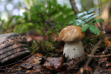 boletus mushroom drop of water