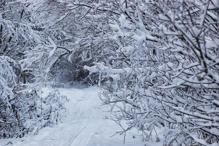 Winter forest covered snowの写真素材