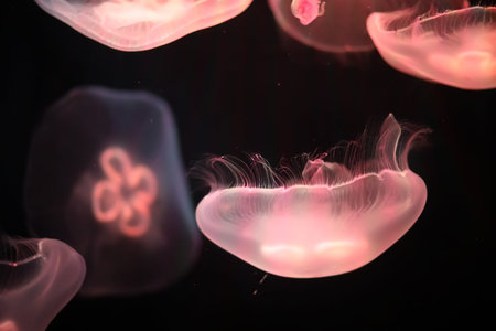 Many multi-colored jellyfish float under water macro shooting
