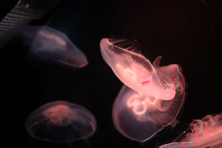 Many multi-colored jellyfish float under water macro shootingの写真素材