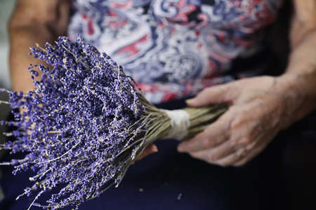 Elder woman holding bouquet of levander in a handsの写真素材