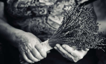 Elder woman holding bouquet of levander in a handsの写真素材