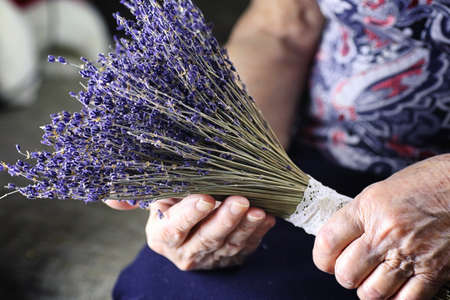 Elder woman holding bouquet of levander in a handsの写真素材