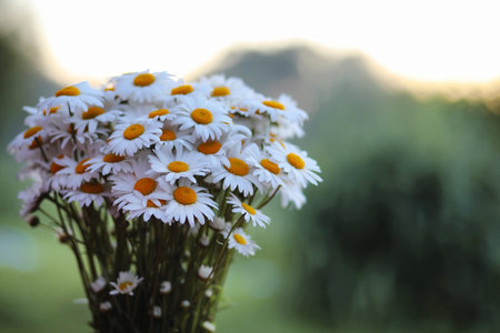 Large bouquet of field chamomiles in a vase on a sunset backgroundの写真素材