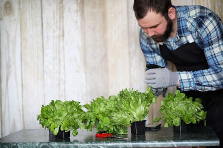 A bearded man takes care of the lettuce grown in the pots at homeの写真素材