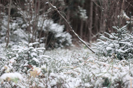 Winter forest. Landscape of winter forest on a sunny day.の写真素材