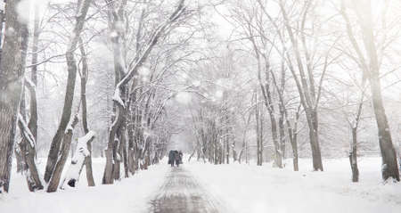 Snow-covered ground and trees in the winter parkの写真素材