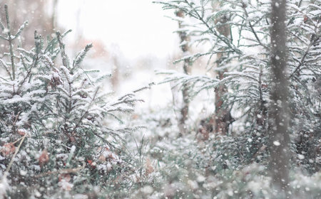 Winter forest. Landscape of winter forest on a sunny day. Snow-covered trees and Christmas trees in...