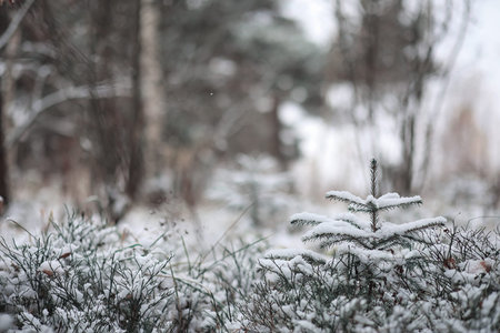Winter forest. Landscape of winter forest on a sunny day. Snow-covered trees and Christmas trees in the forest. Branches under the snow. Bad snowy weather cold day.の写真素材