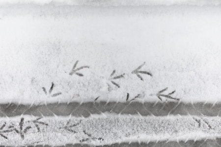Footprints in the snow. Footprints on the first snow. Imprint of
