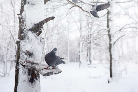 Snow-covered winter park and benches. Park and pier for feeding ducks and pigeons.Family on a walk in the snow covered the autumn park.の写真素材