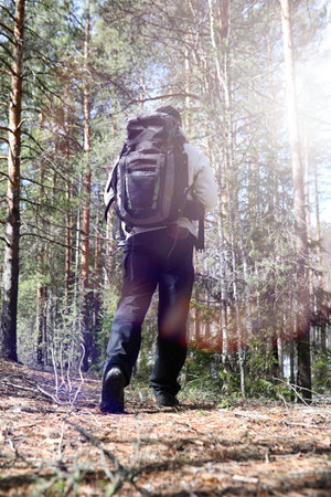 A man is a tourist in a pine forest with a backpack.