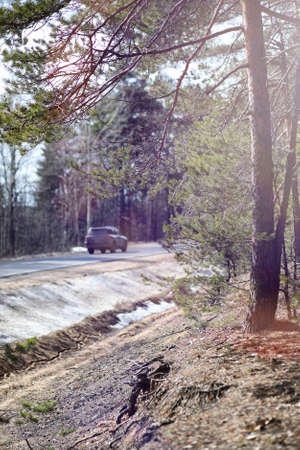 Pine forest in the beginning of spring under the snow. Forest unの写真素材