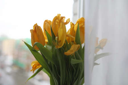 A bouquet of yellow tulips in a vase on the windowsill. A gift tの写真素材