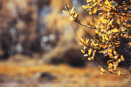 Autumn nature. Leaves and bushes with the yellow leaves in the pの写真素材