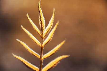 Autumn nature. Leaves and bushes with the yellow leaves in park in spring. Autumn leaves on branches in fall.
の写真素材