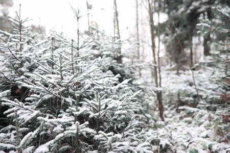 Winter forest. Landscape of winter forest on a sunny day. Snow-covered trees and Christmas trees in the forest. Branches under the snow. Bad snowy weather cold day.
の写真素材