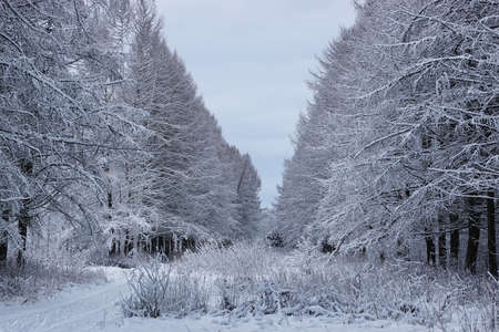 winter forest covered snowの写真素材